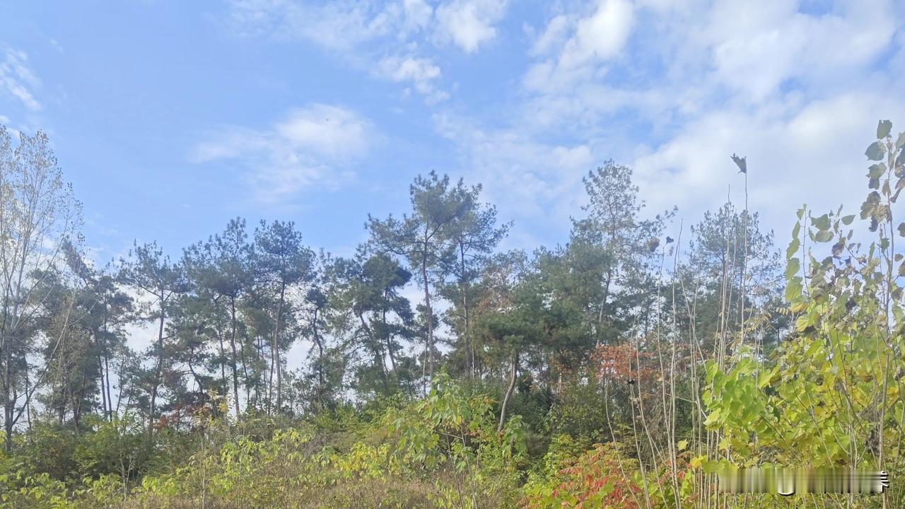 意若夏荷香
情寄冬梅暖
(上联为原创，是应下联两生)