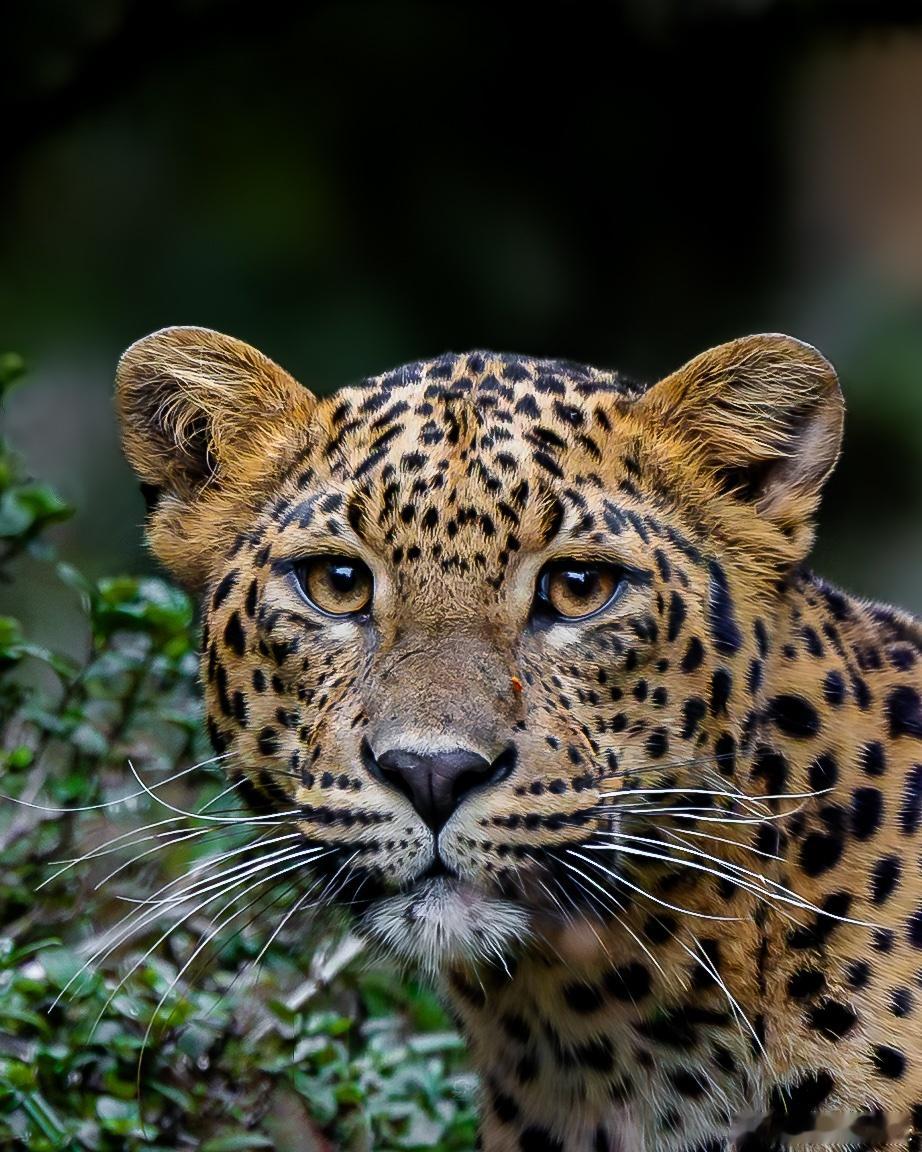 🐆 在斯里兰卡霍顿平原那片被云雾反复揉捏的高原上，藏着一只像雾气本身的豹子。她