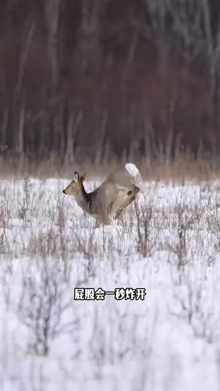 傻狍子之所以叫傻狍子，等看完这个视频你就能彻底明白。足足是摸了有20多秒，又是摸