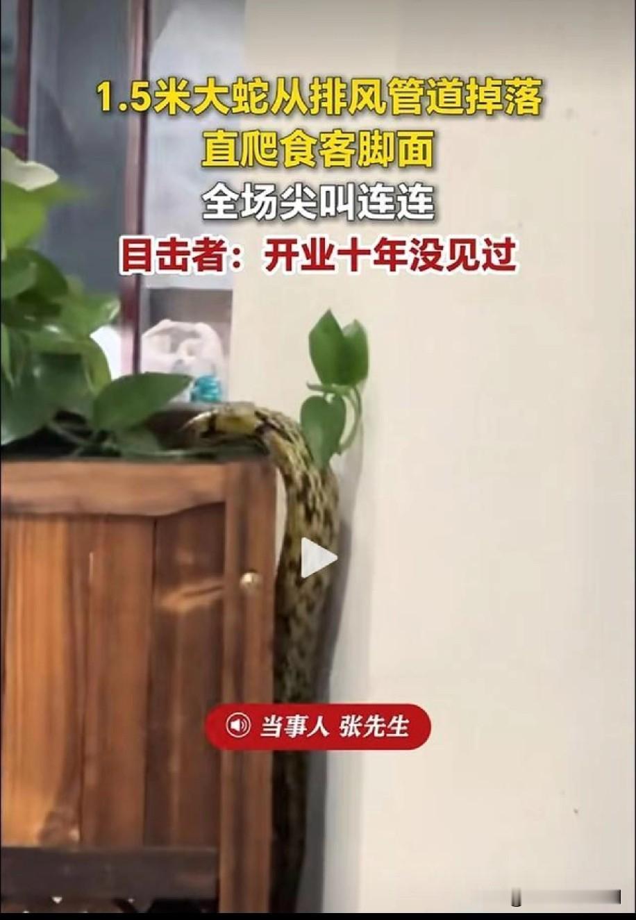 惊魂！大蛇突袭餐厅，食客险遭“亲密接触”
近日，一家餐厅内上演惊魂一幕。一条大蛇