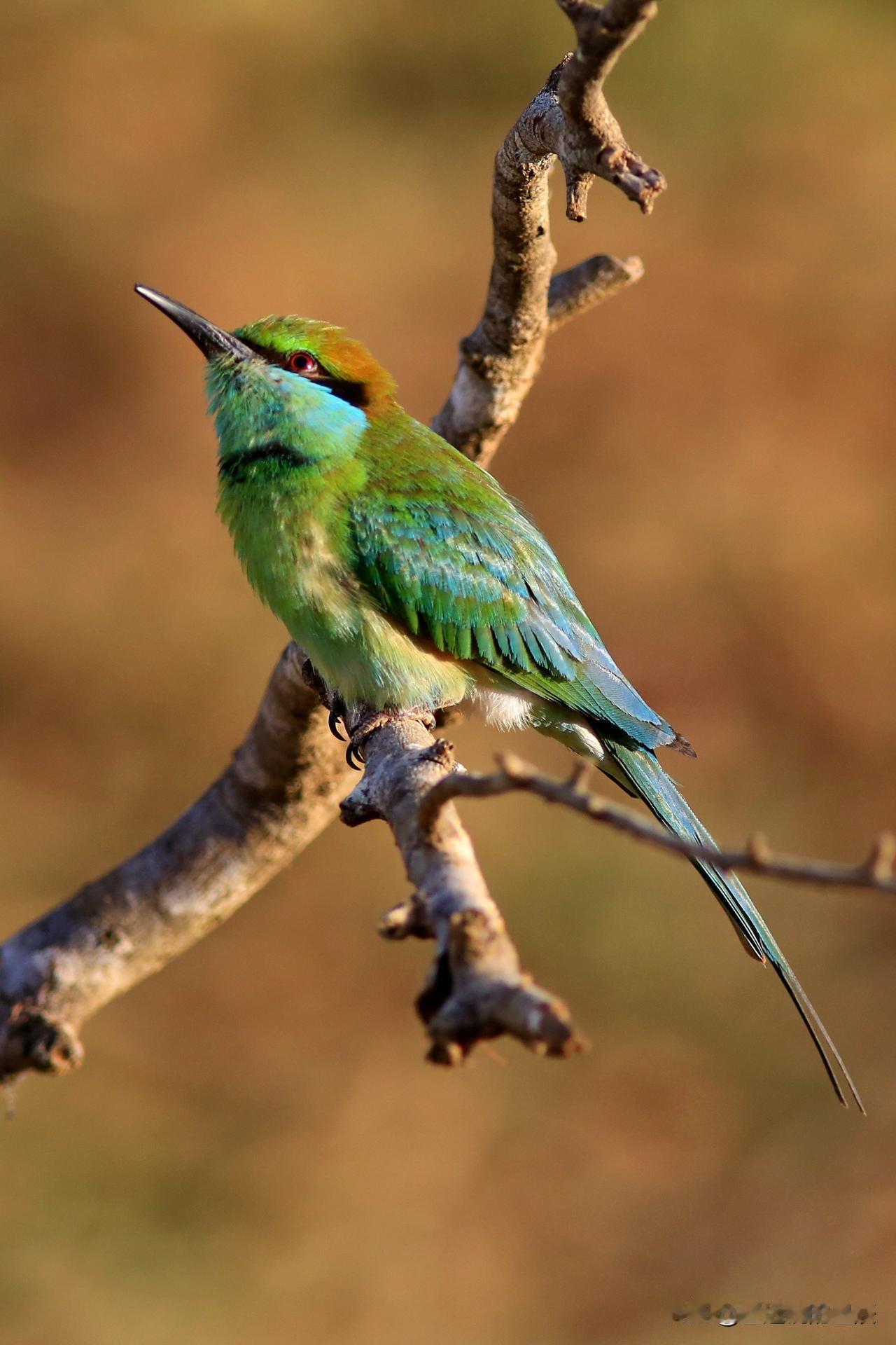 认识这只漂亮的小鸟吗？国内可是难得一见！漂亮的小鸟 灵动