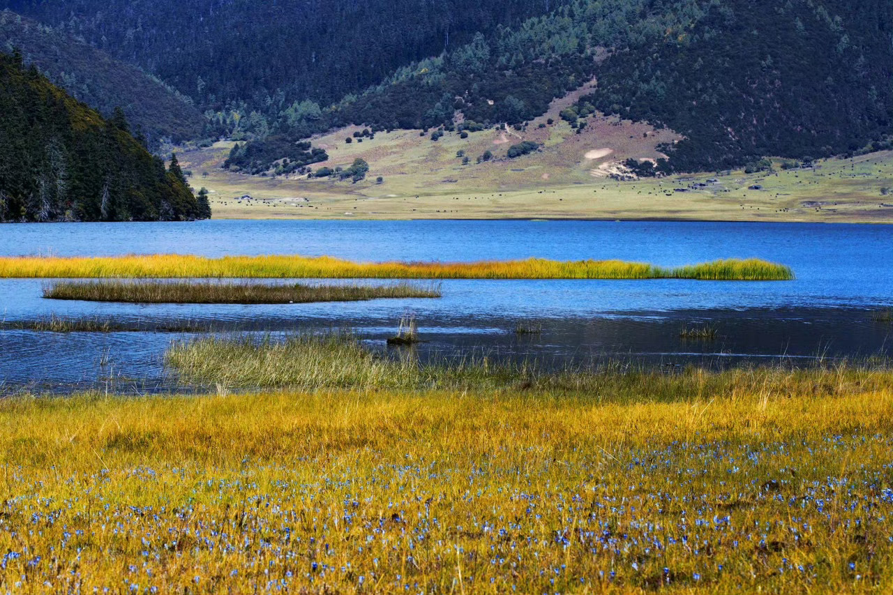 香格里拉｜最接近天堂的地方         这里有湖泊湿地、有森林草甸、有河谷溪