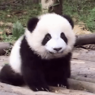 熊猫守护者[超话] 熊猫的吃相堪称一绝。它们大部分时间都在享用竹子大餐。当一只熊