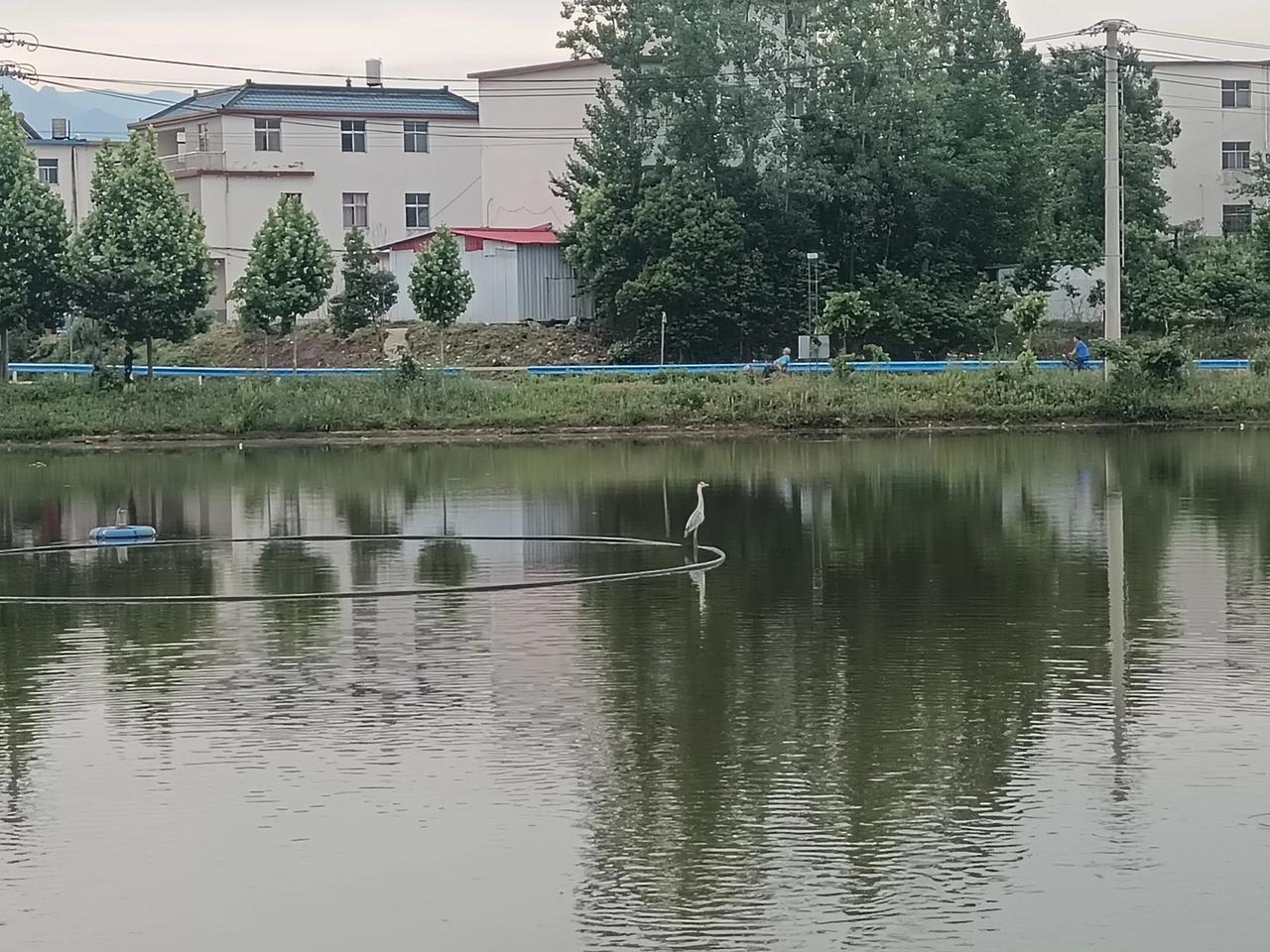 当第一缕晨光为天际晕染金边，商城外的“西湖”便苏醒在温柔的薄雾中。抬眸，是澄澈如