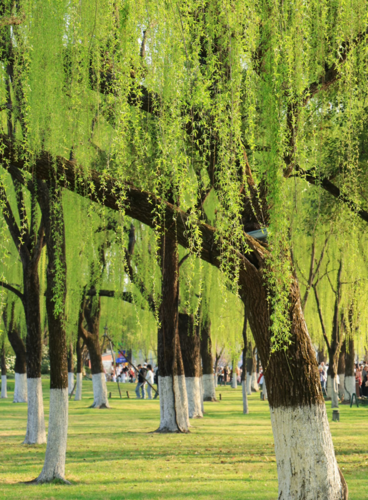 用影像记录生活，用快门把瞬间美好定格永恒，从江南之春到北国之冬。晒出我的年度兴趣