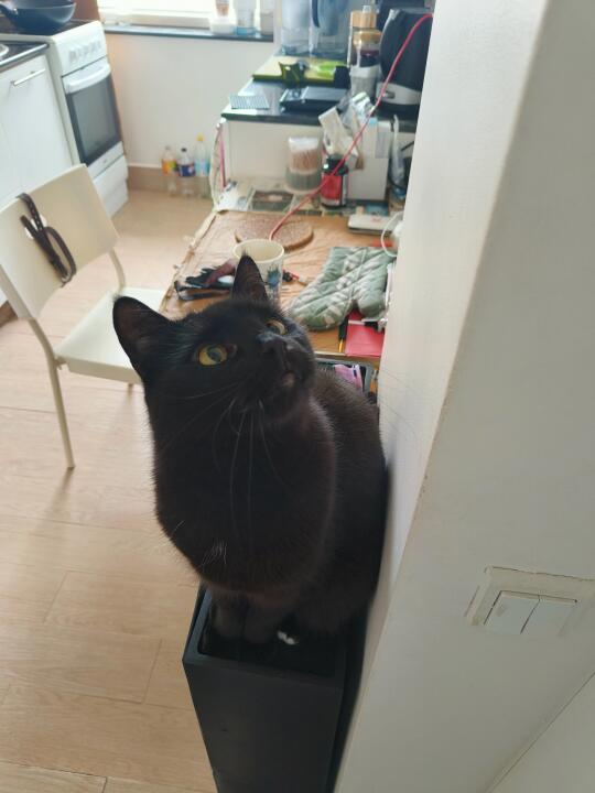 可爱奶牛猫