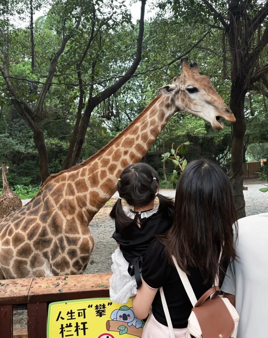 🦒zoooo day🦓🦧🐅长隆动物园两天一夜攻略
🌈2天1夜不排队路线
