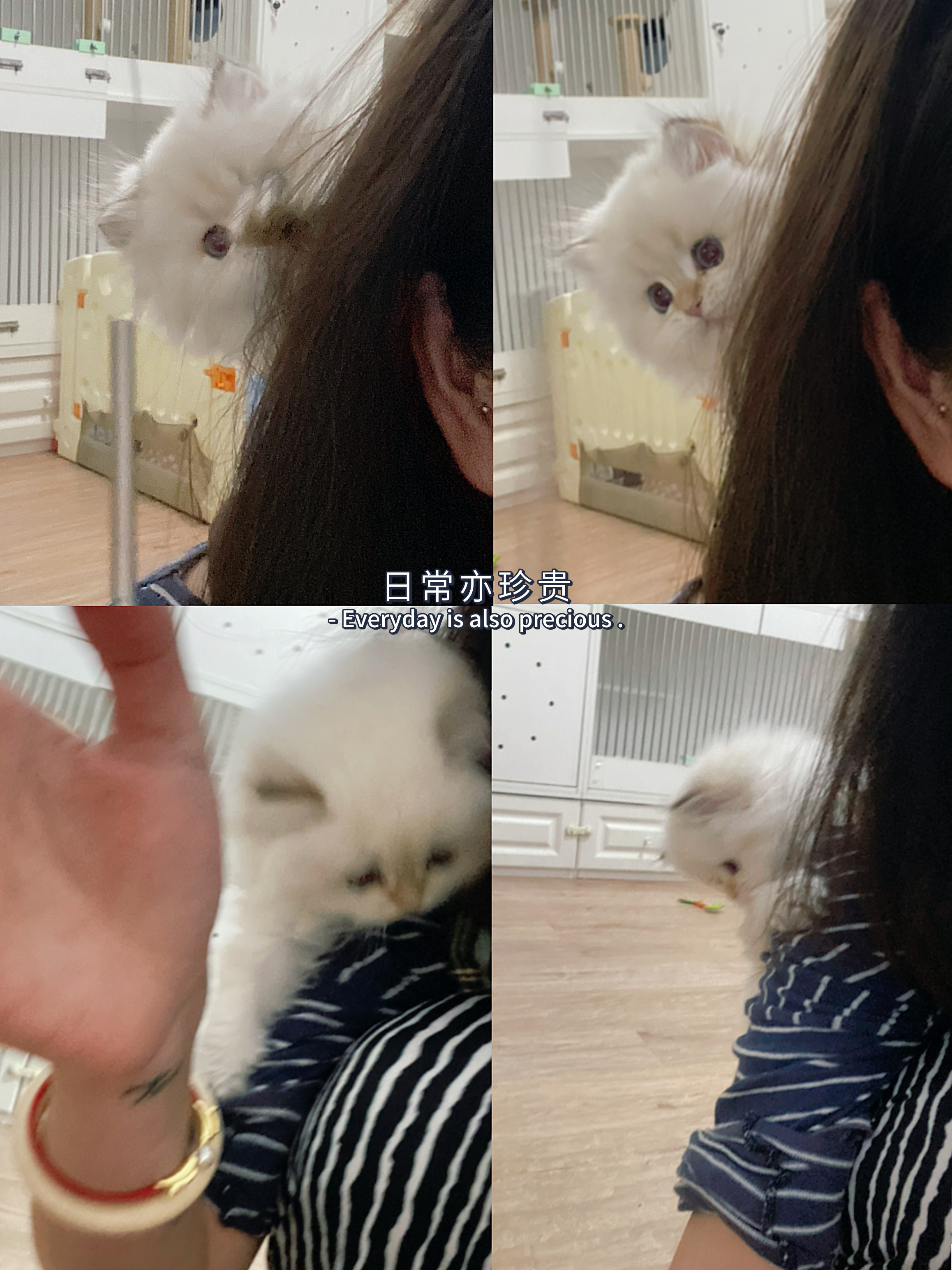 可爱#英国长毛猫##金点# ​​​