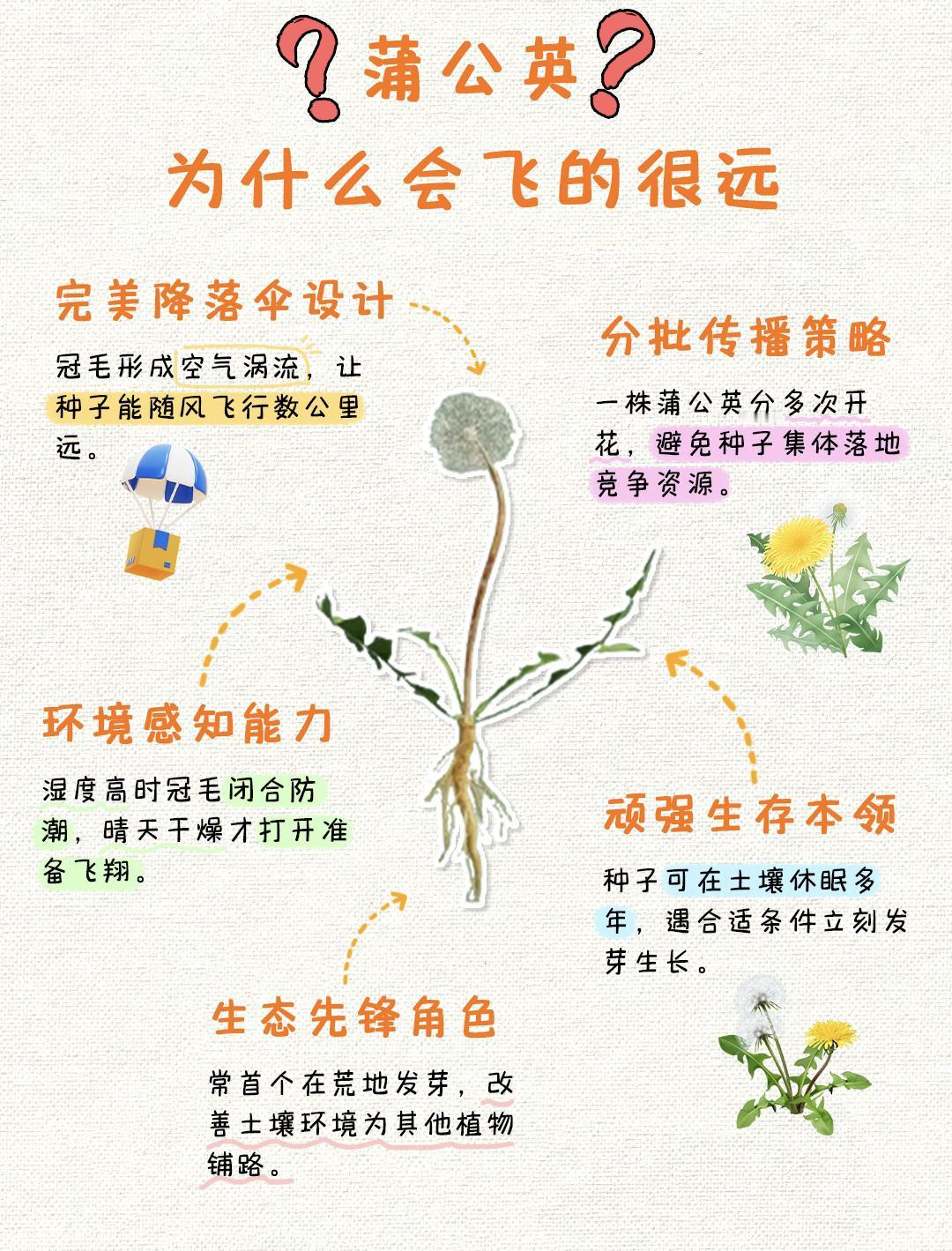 蒲公英为什么会飞的很远❓