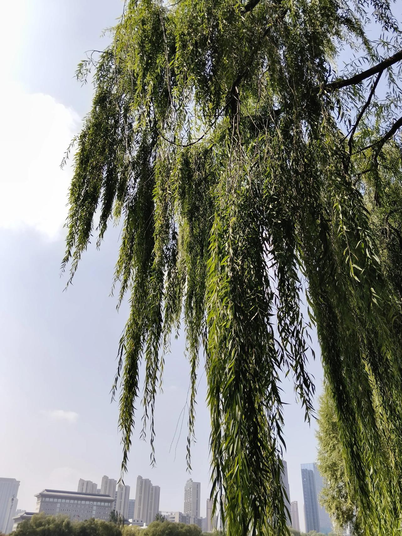 柳树披上他那一肩的长发，在黄河边摇曳，真的是美不胜收。