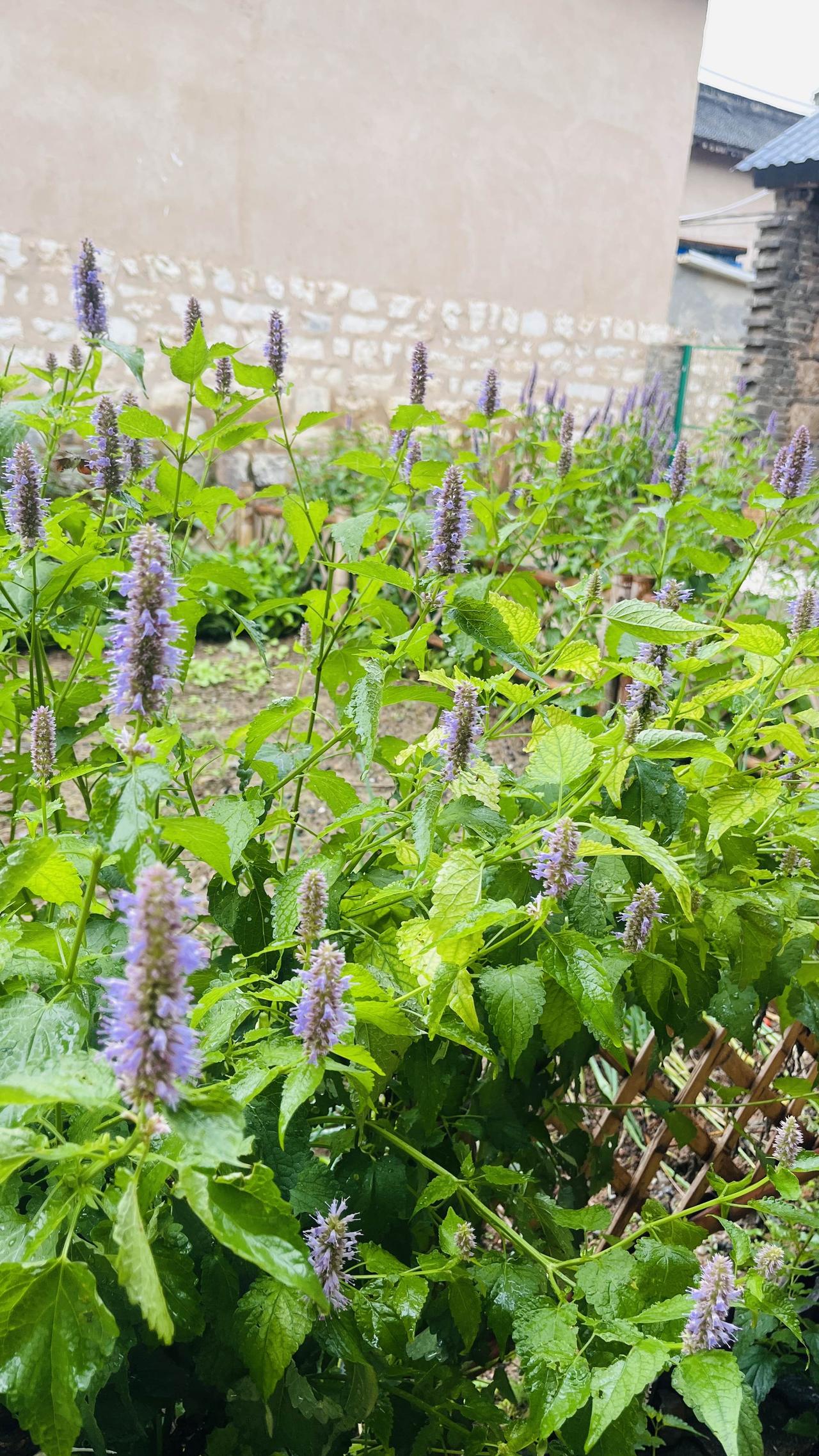 今年我在山西山里小院种的最多的是紫苏，藿香还有河南人菜园里的标配荆芥和十香菜。村