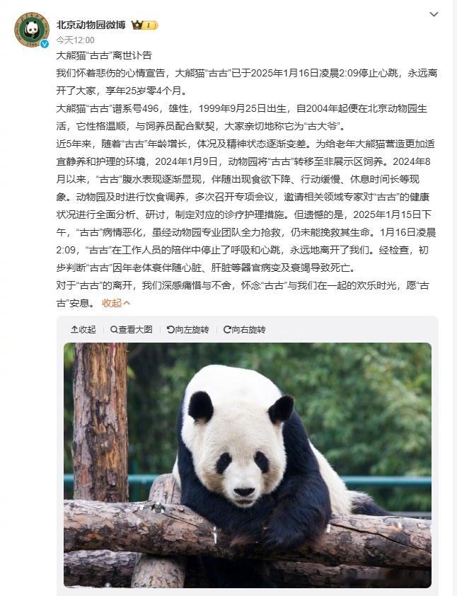 【北京动物园 大熊猫古古去世 [泪]】 北京动物园发布大熊猫古古讣告  讣告称：
