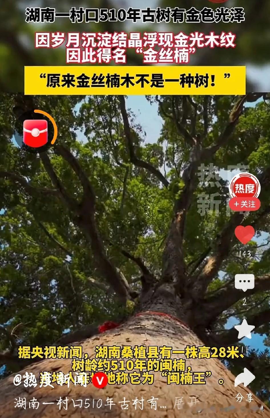 才知道！金丝楠木压根不是一种树，真是涨知识了！它是樟科楠属、润楠属里，木材能长出