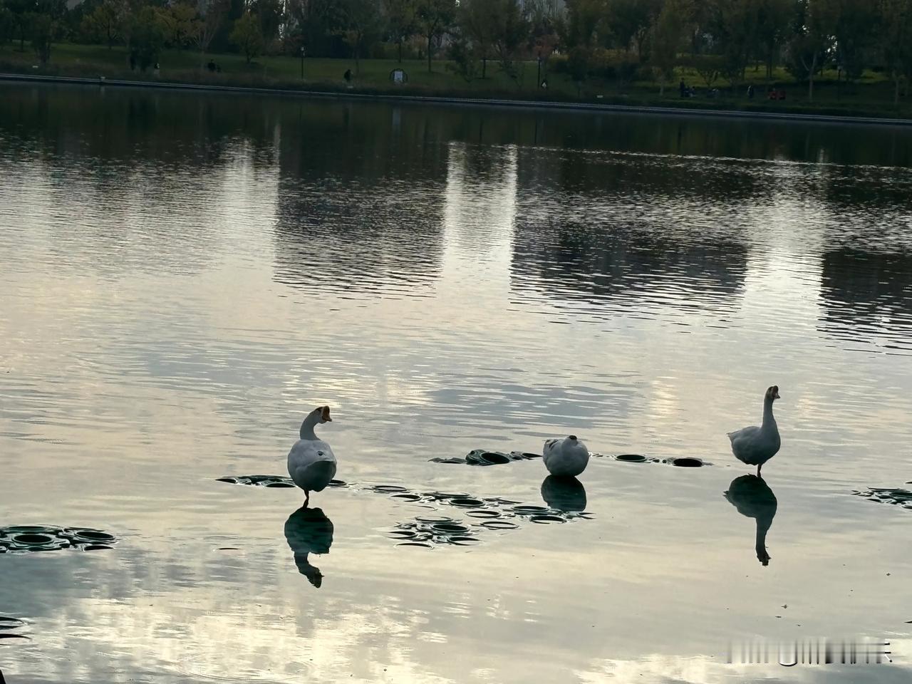 鸭子戏水