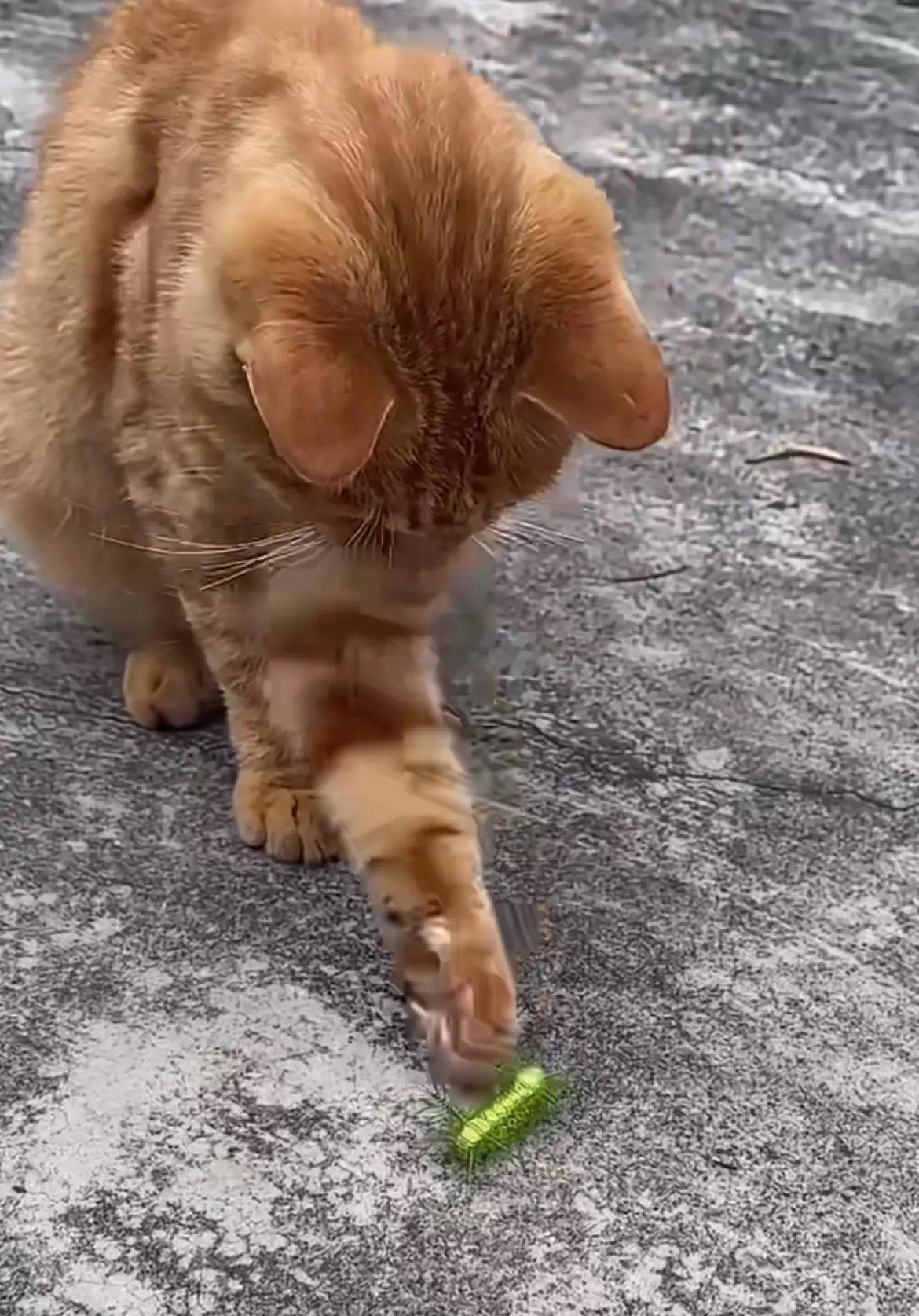 这猫咪手欠，我要怎样提醒 它才能听懂 