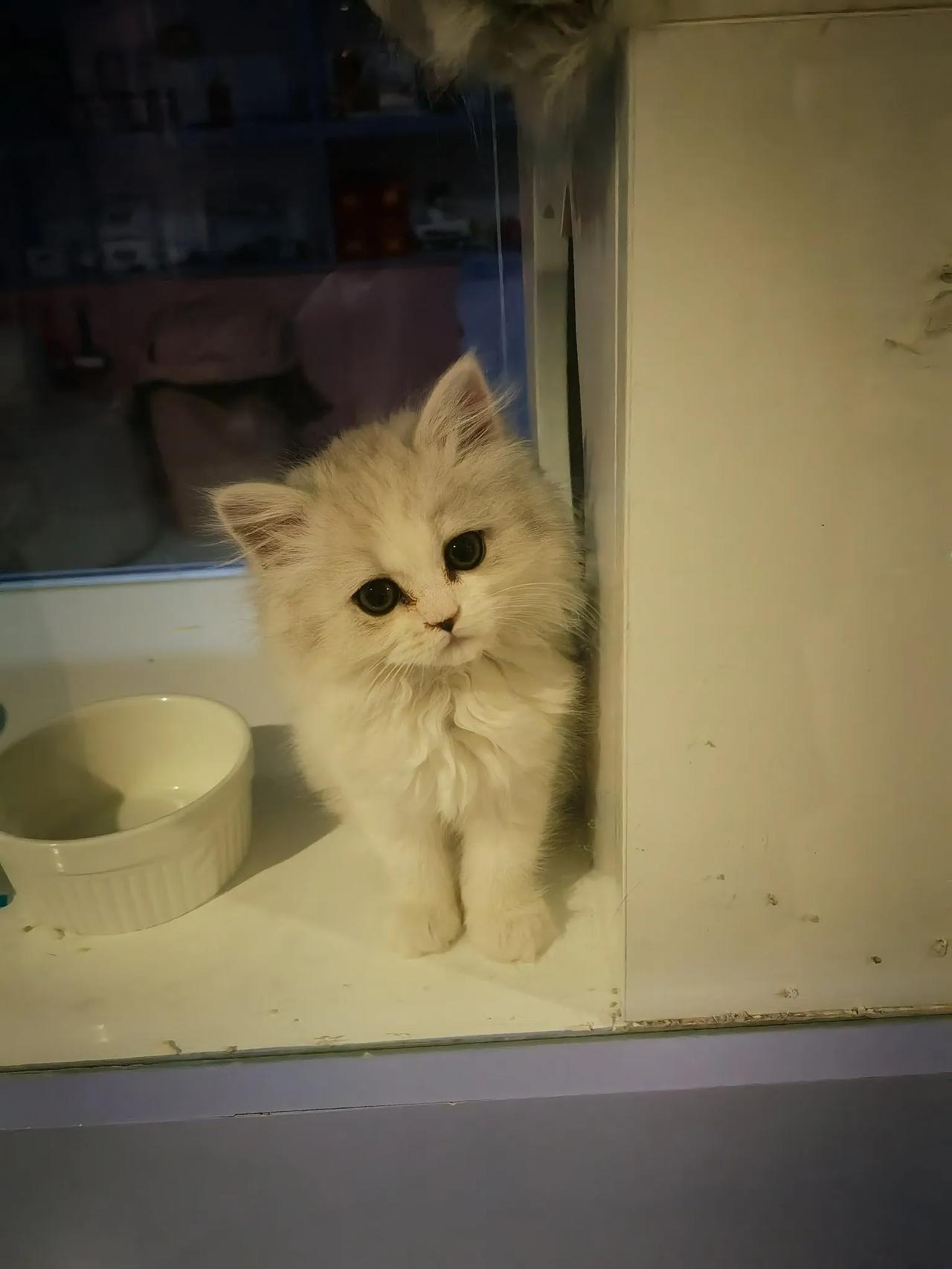 万能生活指南昨天在宠物商店这只小猫一只盯着我，软萌可爱，感觉有缘，与老公视频想买