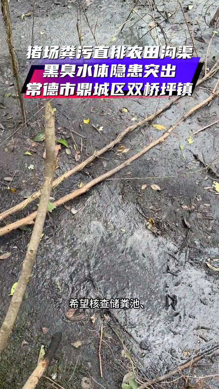 猪场粪污直排农田沟渠，黑臭水体隐患突出。
这里是常德市鼎城区双桥坪镇王家咀村山林