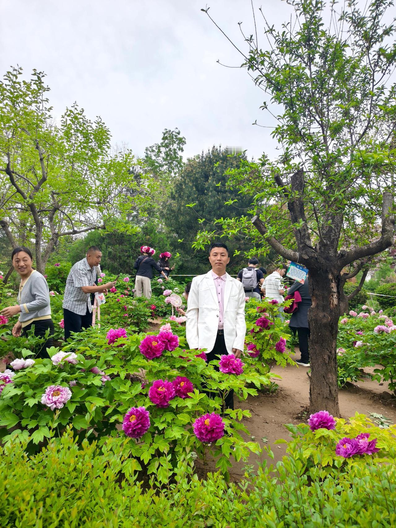 曹州牡丹园游赏