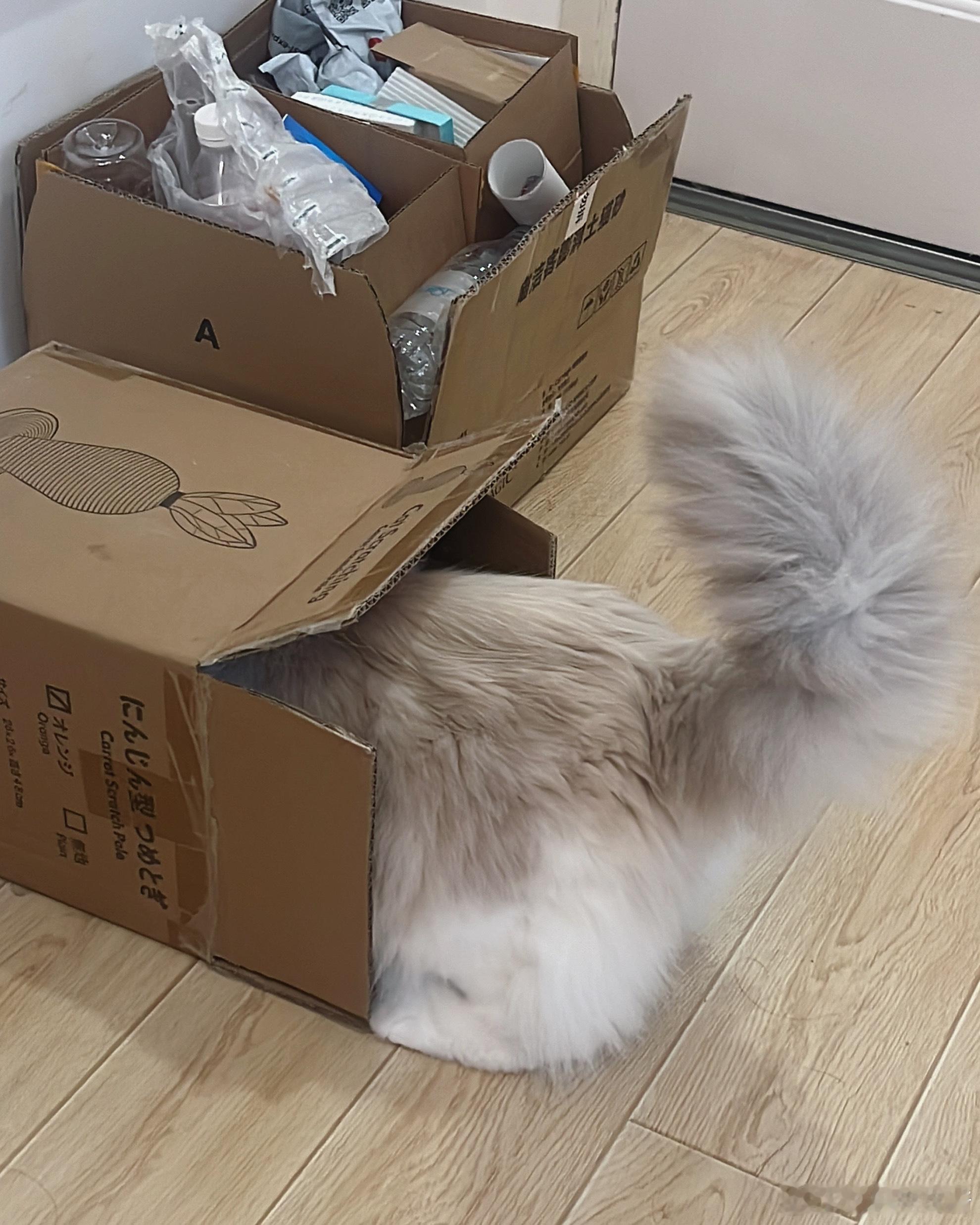 布偶猫[超话] 高低有捡破烂的爱好在身上的，辣鸡猫喜欢钻垃圾纸箱 [笑cry] 