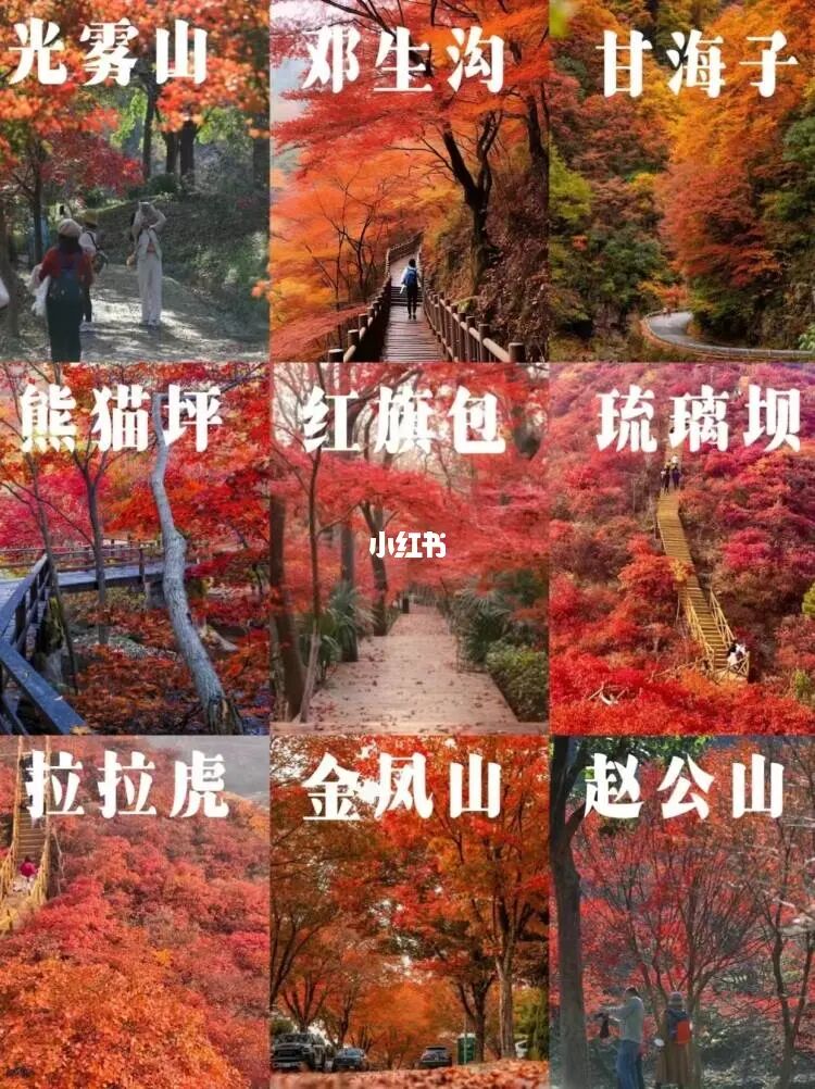 成都十大最美秋景开始招募了❗你去过几个