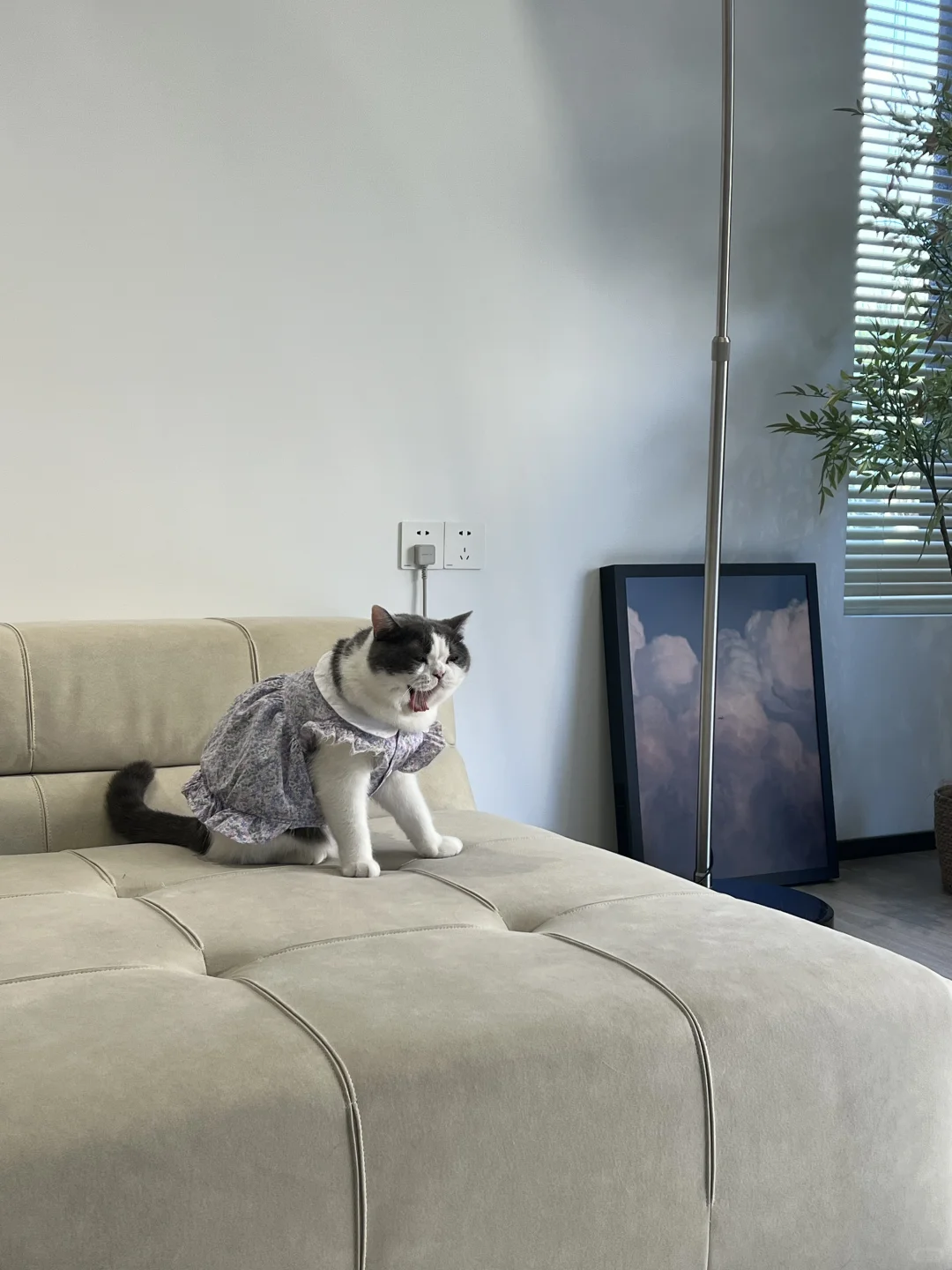 自从搬进这个家，变得不爱出门了