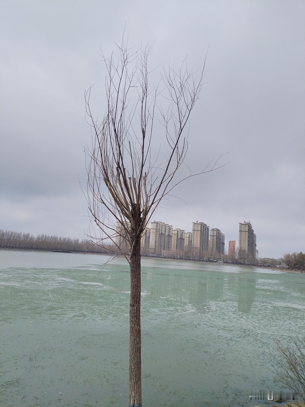 龙江春雷
龙江大地头声雷，
劈开天幕闪光陪。
淅淅沥沥辽原阔，
请续句……
（青