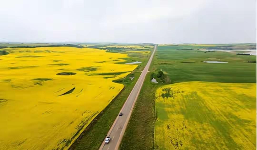 中方已经下单，一口气订购10船加拿大油菜籽，特朗普发现情况不妙