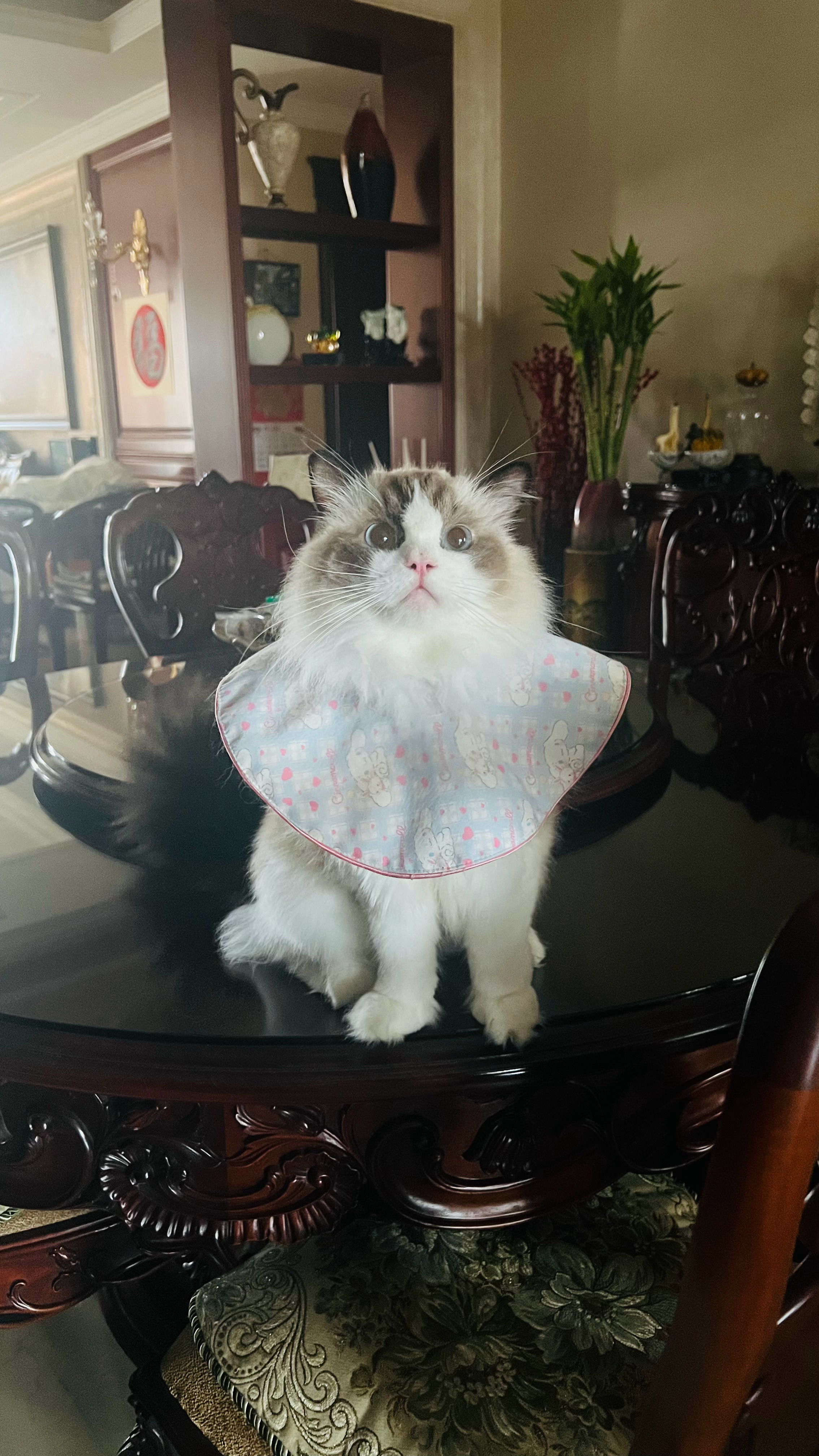 宝，我们家支持上桌吃饭，但不支持站上桌吃饭 ​​​