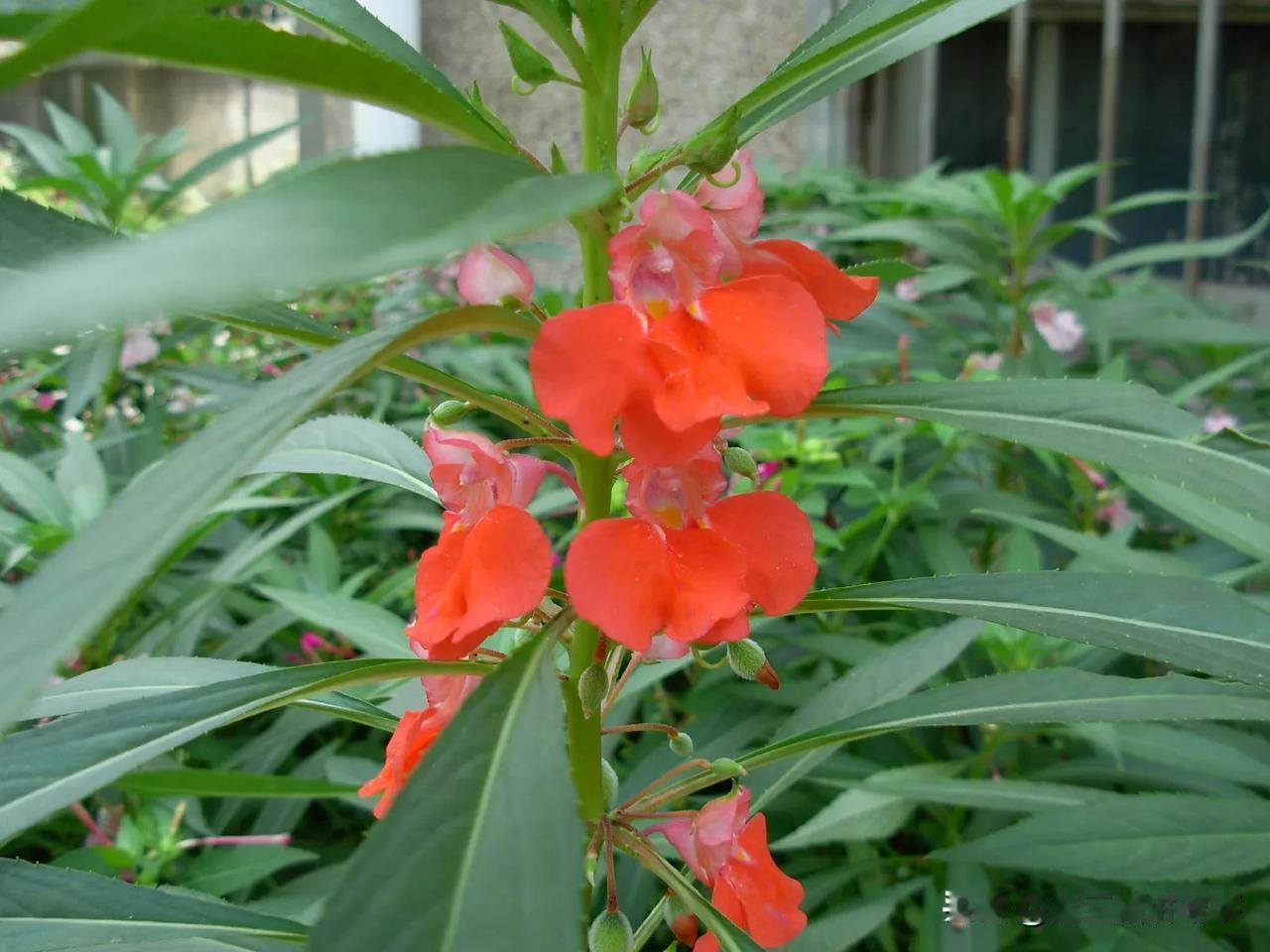 凤仙花，也叫指甲花
 #随手拍的花分享# #花朵草本植物#