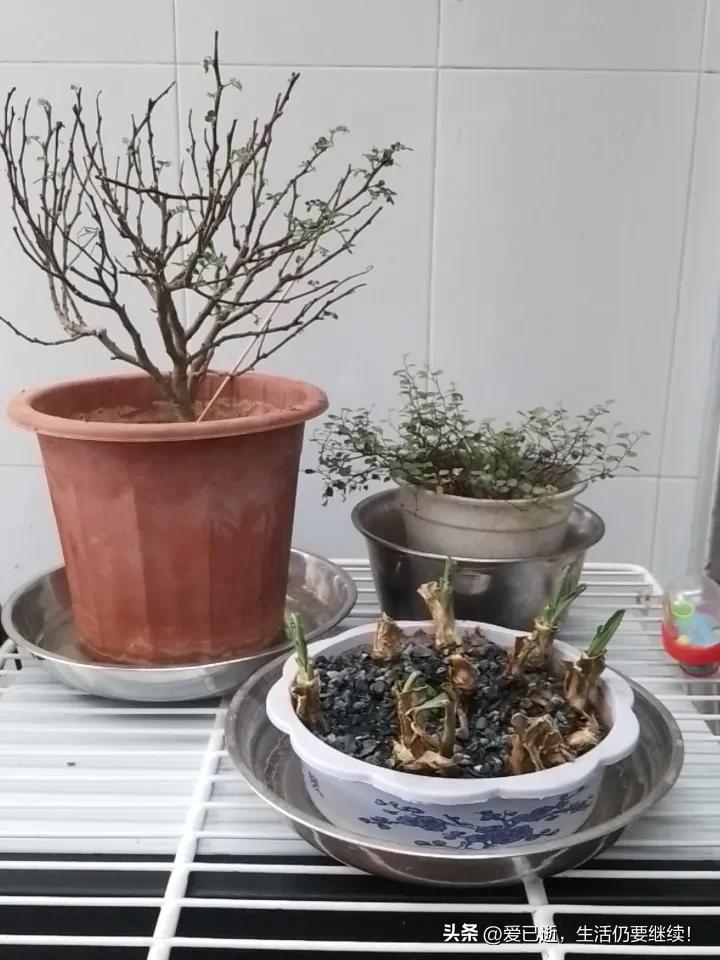 我在上班的地方，找了个空位养了几盆绿植，但可能是因为在室内，养的太丑了！客厅养绿