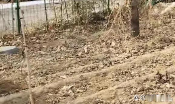 周海媚去世6个多月，她北京豪宅菜园近况：一片荒芜杂草丛生好凄凉 