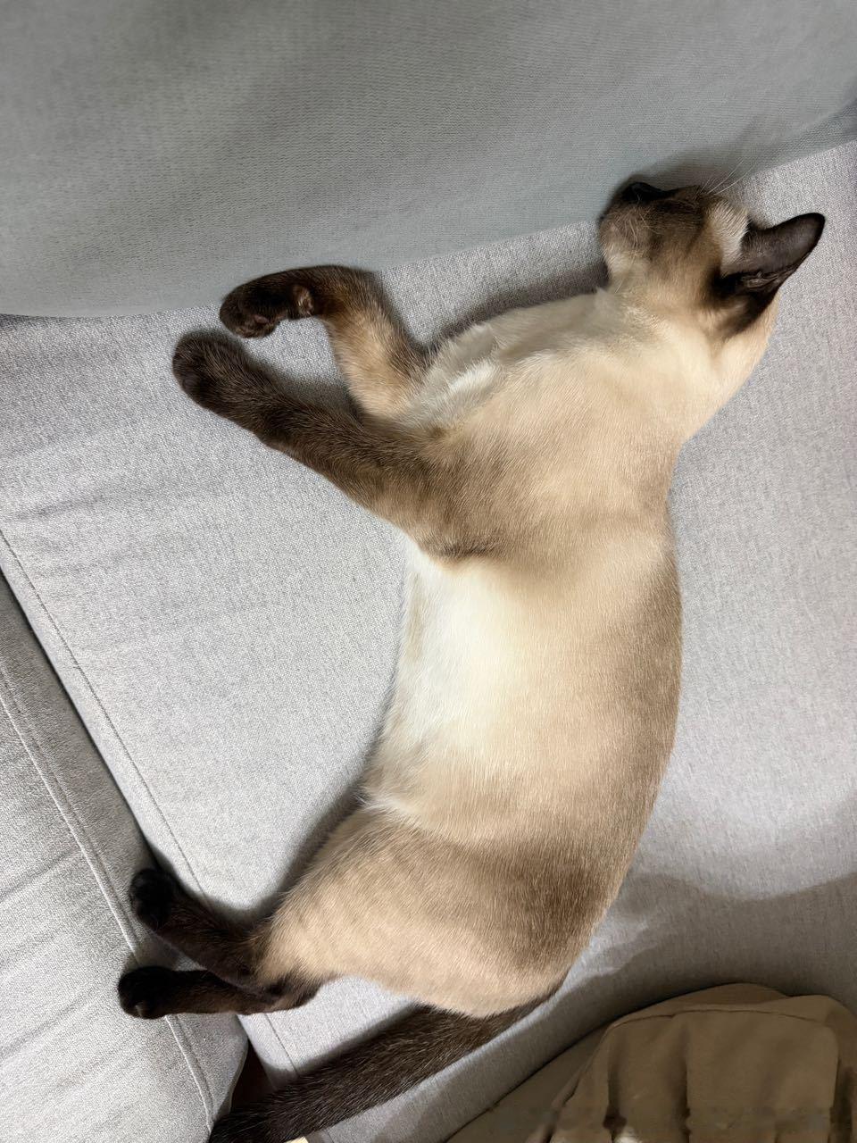晚安逼罗