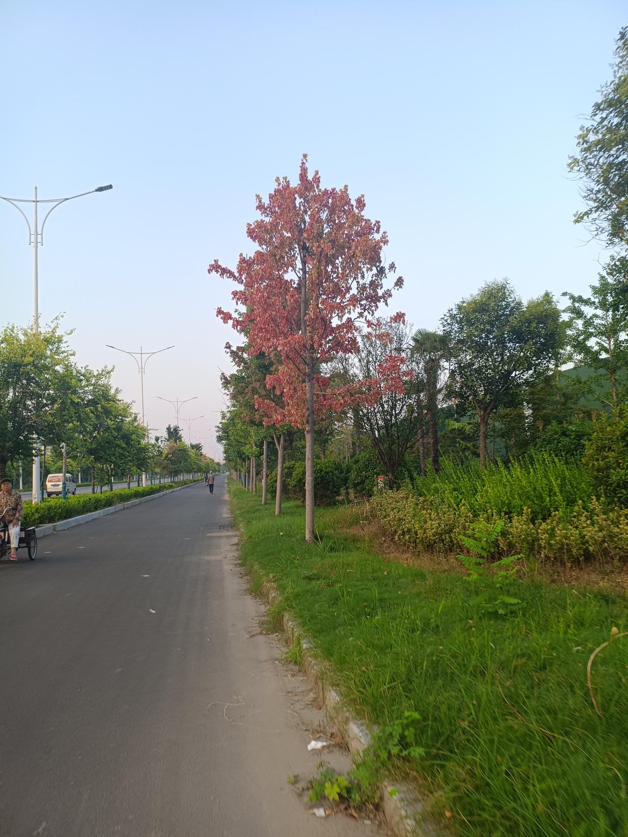 ！枫树

最后一图树死了