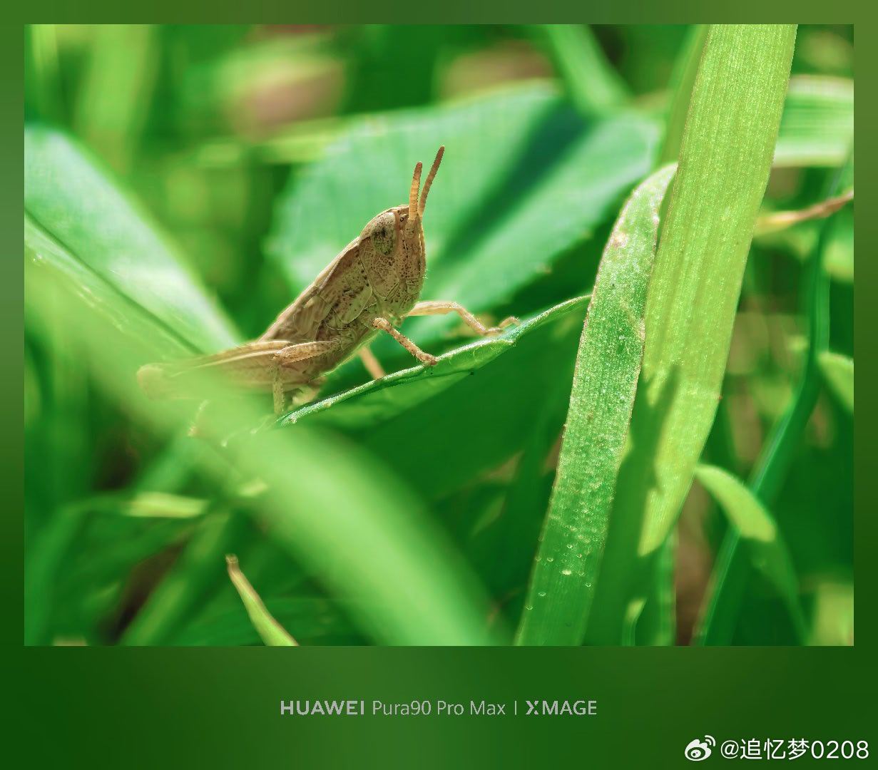 藏在三叶草里的夏日小秘密，被镜头悄悄捕捉到了。黄文说2026我的动物朋友deep