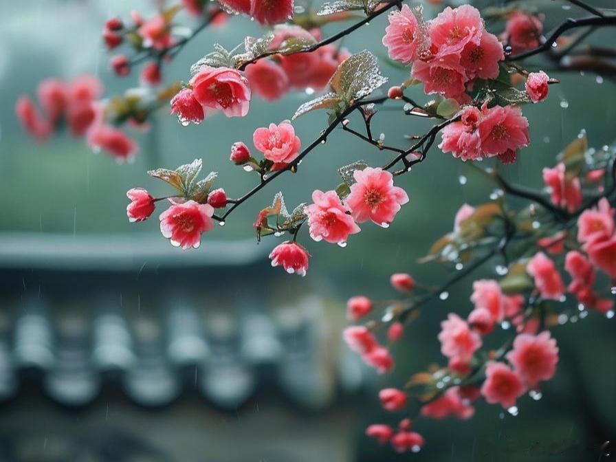 春雨润花开，天晴待客来～ 