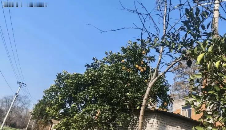 农村老人扎推蹲墙根晒太阳，这场景看着既熟悉又心酸。好多农村老人辛苦了一辈子，老了