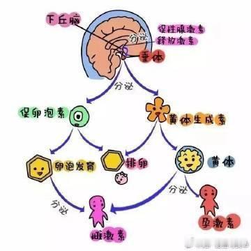 【性激素六项检查这样看，你就懂了！】健康真探社临床上常用性激素水平检查来了解妇科