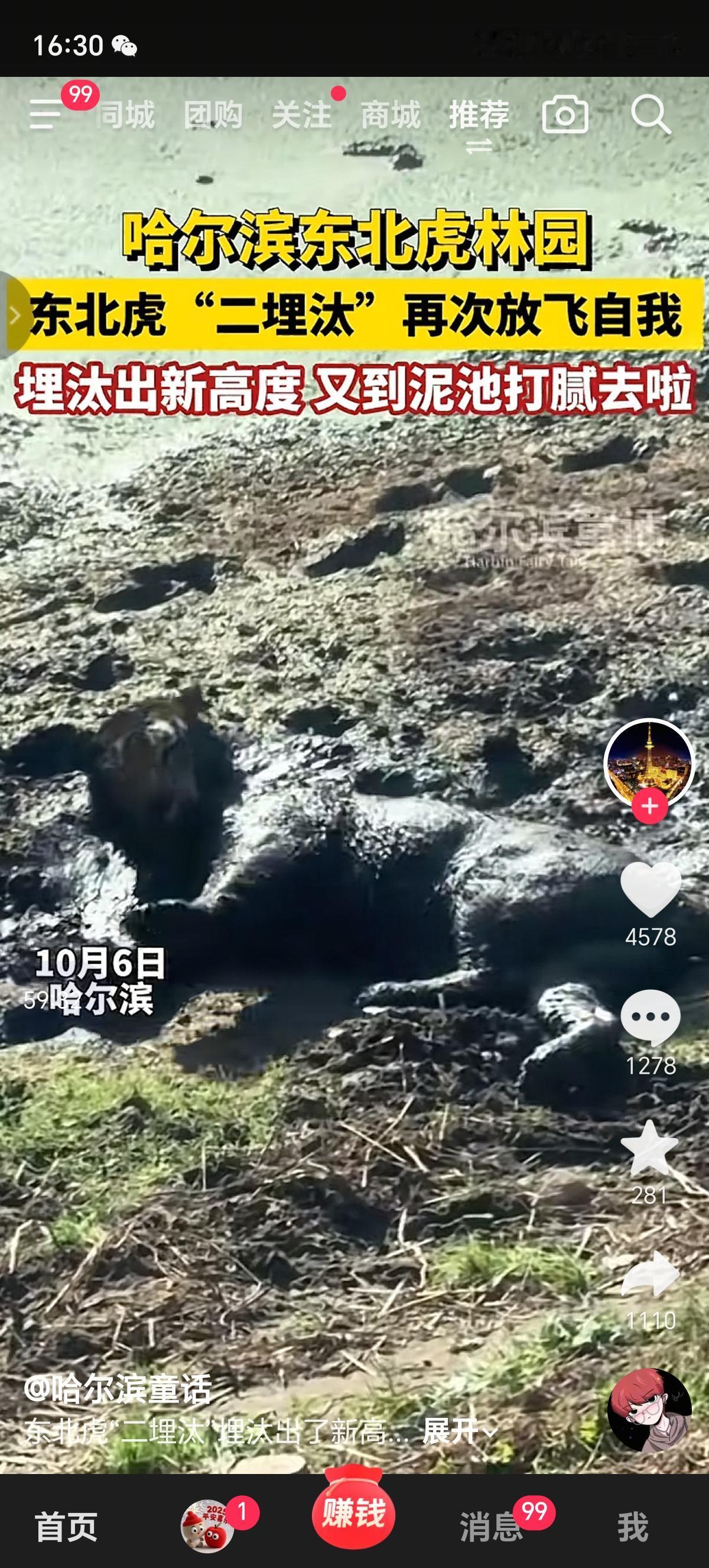 谁能想到这么埋汰的家伙不是头猪，竟然是头东北虎呢，这是园林吗？这是把虎当猪养的猪