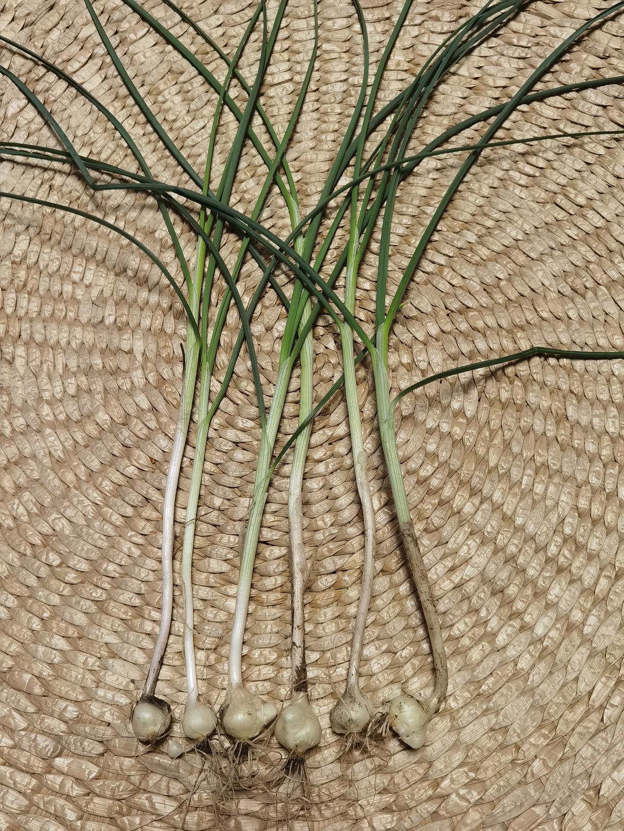 清明回家祭祖。
去寻小时候的记忆，
带上铁锨，
挖点野蒜，
还能吃到小时候的味道