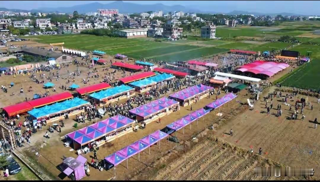 看看玉林的丰收节多火热啊
也就是你们常常说的番薯节[大笑]
人家就在玉州区的仁厚