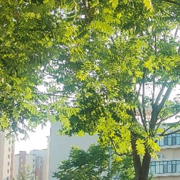 早早早🌞🌞 