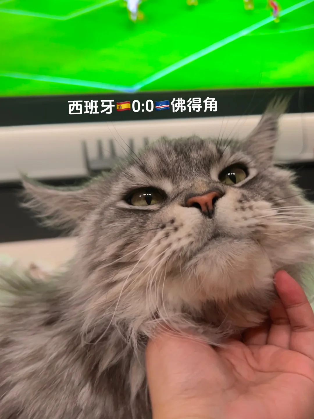 猫猫陪我看世界杯⚽️