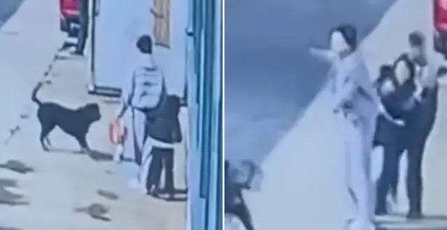 1分20秒，母女被罗威纳逼到墙角。警方回应里最该被看见的，是“旧办法已废止，新规