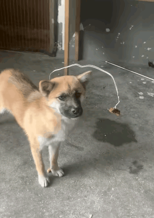 狗子：你可以怀疑你的智商，但不能怀疑我的智商