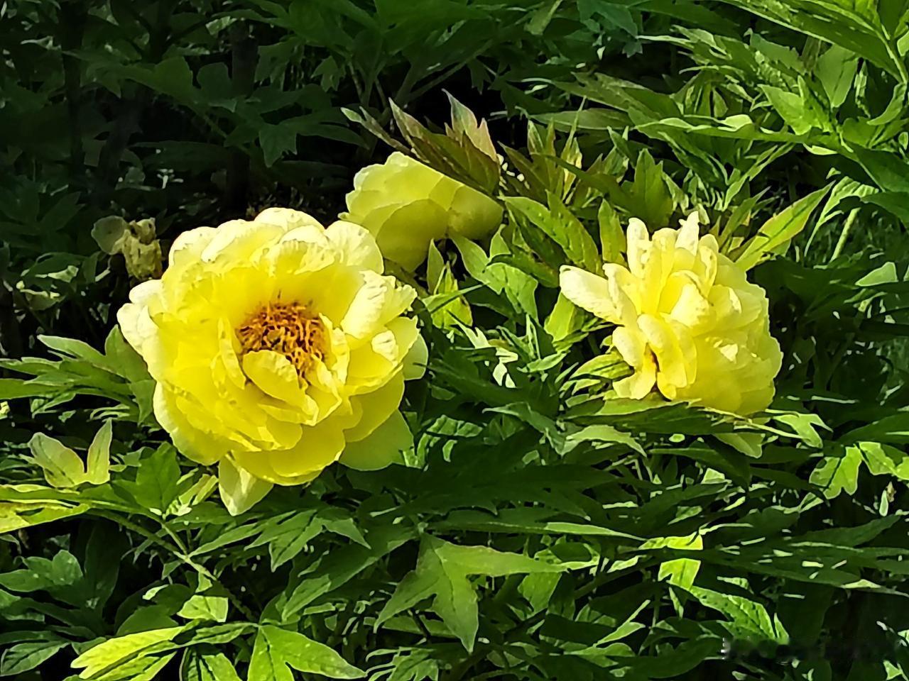花似庭院缀亮丽。