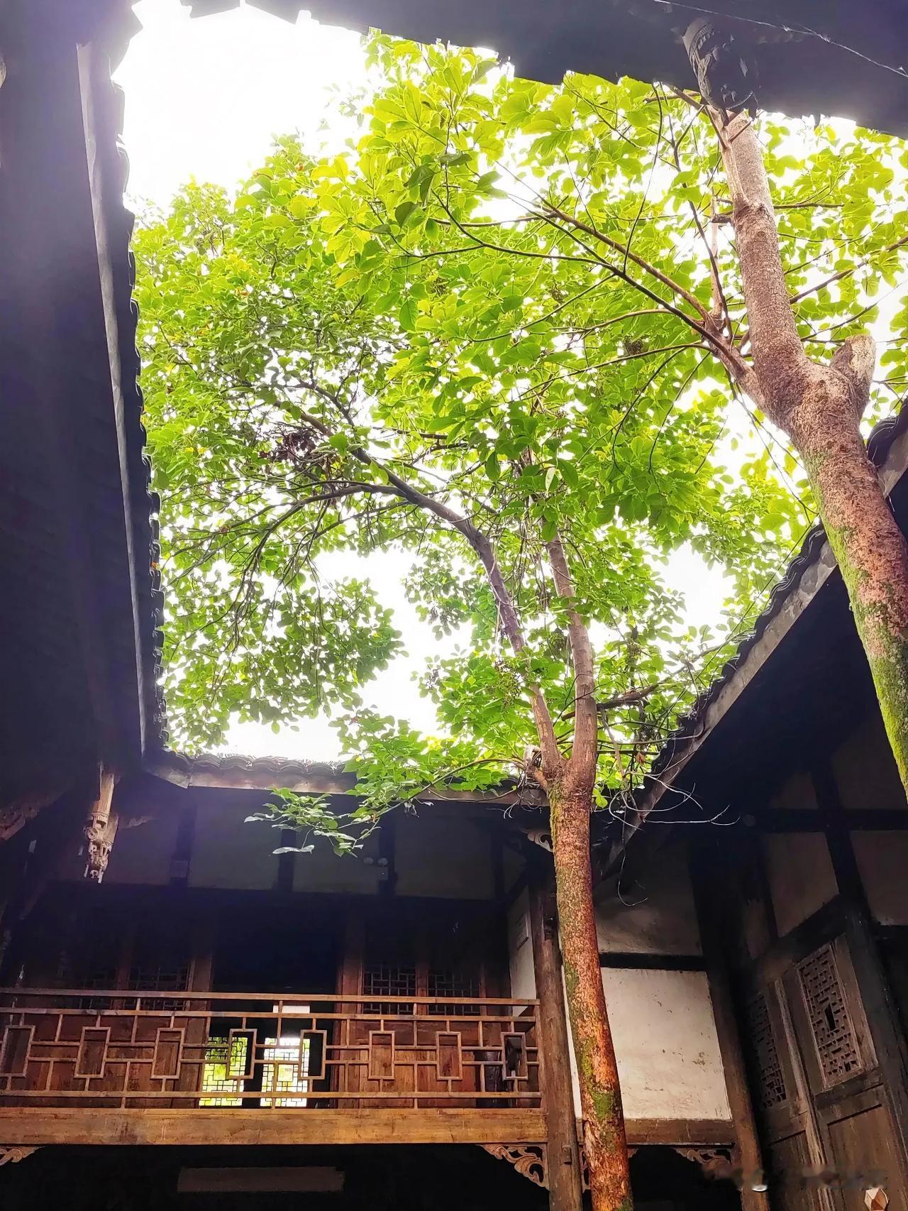 #可以分享一张秋景树叶照片吗#