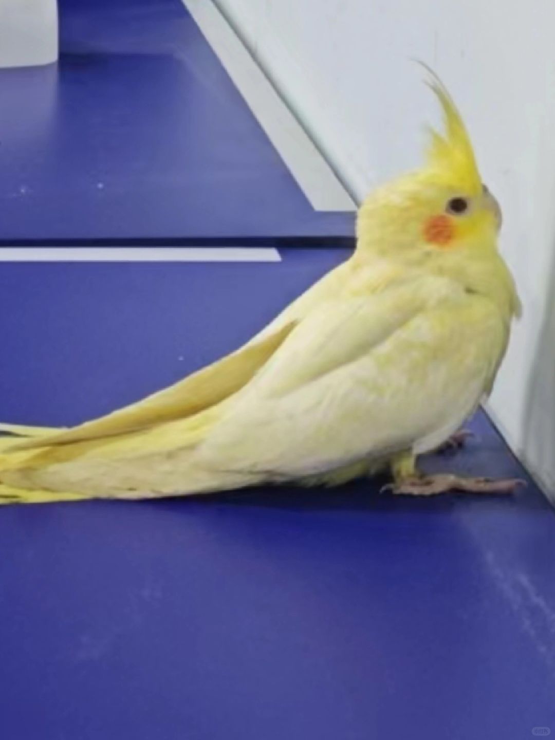 正在面壁思过的小可爱！