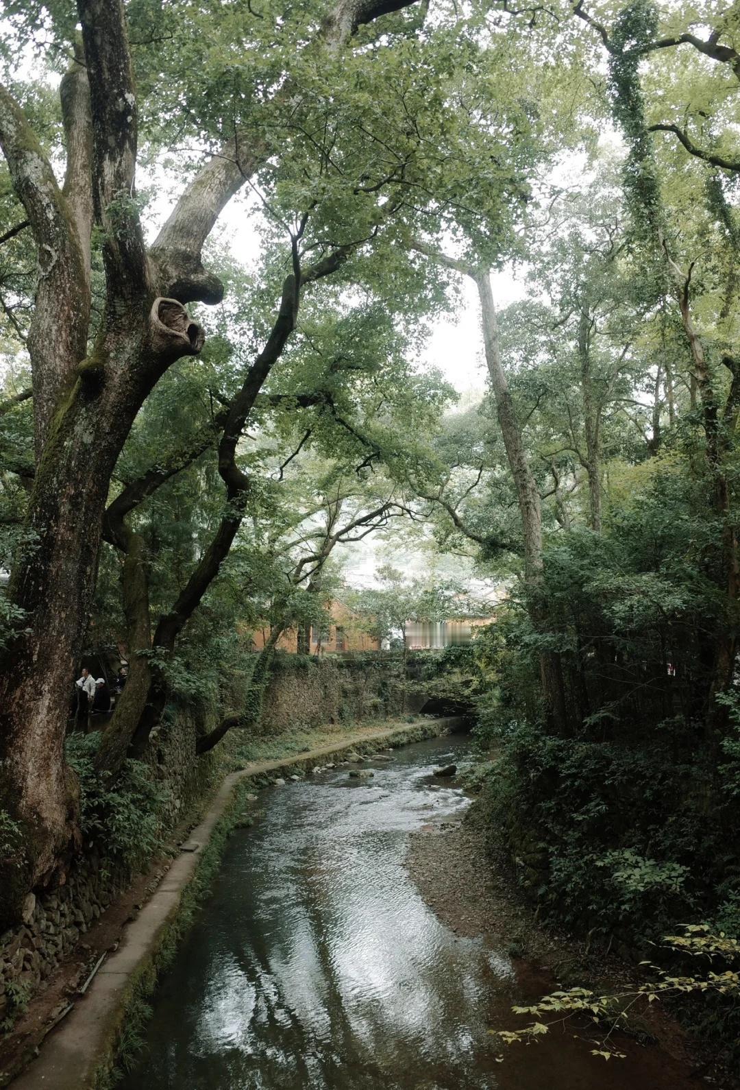 13km霞客古道的初秋🍂|上海单日往返
周六去国清寺走了一趟霞客古道
一路有庙