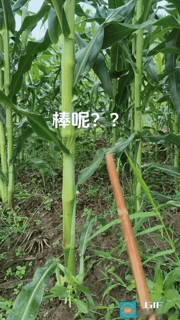 “笑不活了！”湖南一女子在地里种了些玉米，眼看邻居家的快丰收了，自家玉米也长势爆
