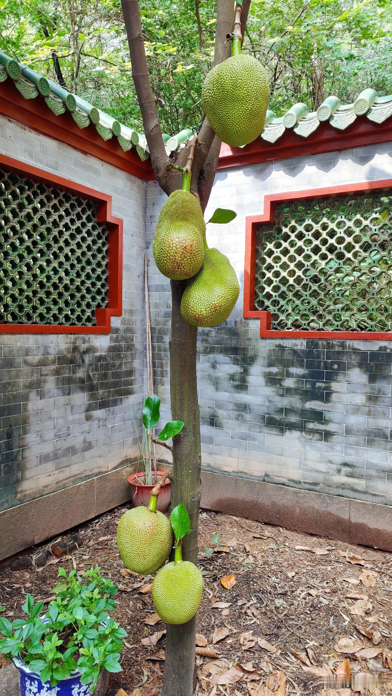 小小只菠萝蜜树，竟然有这么大的能量，生命力非常旺盛，竟然结出大的硕果，长势喜人。